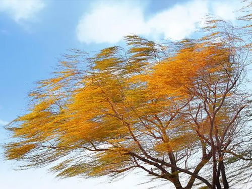 大风天气，消防安全要注意